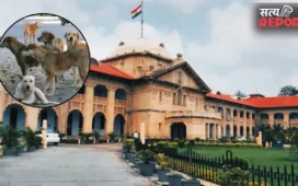 आवारा कुत्तों और छुट्टा मवेशियों के आतंक पर इलाहाबाद हाईकोर्ट सख्त, योगी सरकार से 14 दिन में अल्टीमेटम की मांग