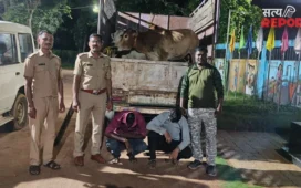 Bhandara News: लाखांदुर में कत्लखाने ले जाए जा रहे 9 मवेशी बचाए, 6.35 लाख का माल जब्त