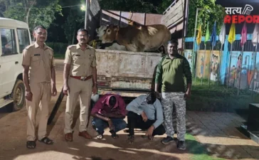 Bhandara News: लाखांदुर में कत्लखाने ले जाए जा रहे 9 मवेशी बचाए, 6.35 लाख का माल जब्त Bhandara News: लाखांदुर में कत्लखाने ले जाए जा रहे 9 मवेशी बचाए, 6.35 लाख का माल जब्त