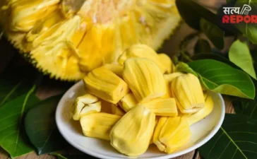 Ripe Jackfruit: पका कटहल कहीं बिगाड़ न दे सेहत, इन 5 लोगों को खाने से पहले जरूर जान लेनी चाहिए ये बात Ripe Jackfruit: पका कटहल कहीं बिगाड़ न दे सेहत, इन 5 लोगों को खाने से पहले जरूर जान लेनी चाहिए ये बात