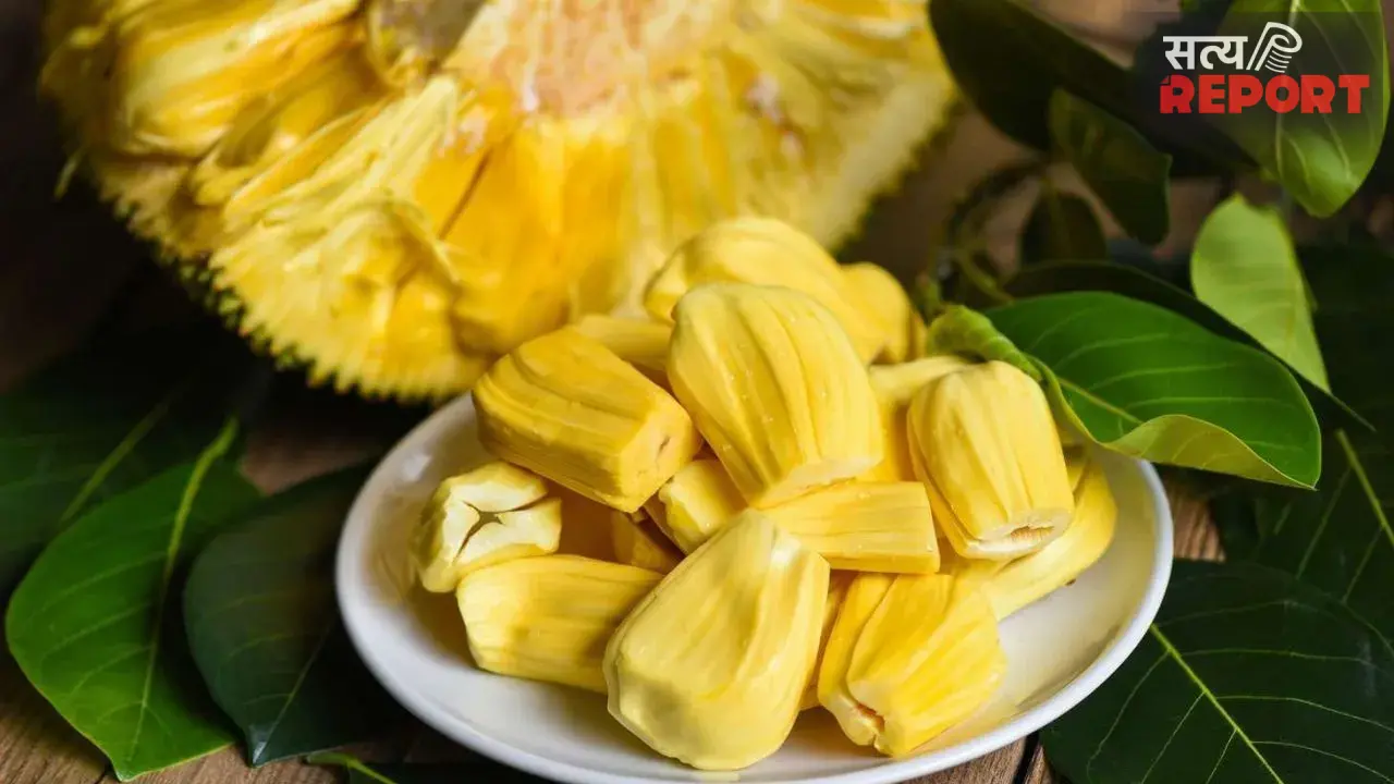 Ripe Jackfruit: पका कटहल कहीं बिगाड़ न दे सेहत, इन 5 लोगों को खाने से पहले जरूर जान लेनी चाहिए ये बात Ripe Jackfruit: पका कटहल कहीं बिगाड़ न दे सेहत, इन 5 लोगों को खाने से पहले जरूर जान लेनी चाहिए ये बात