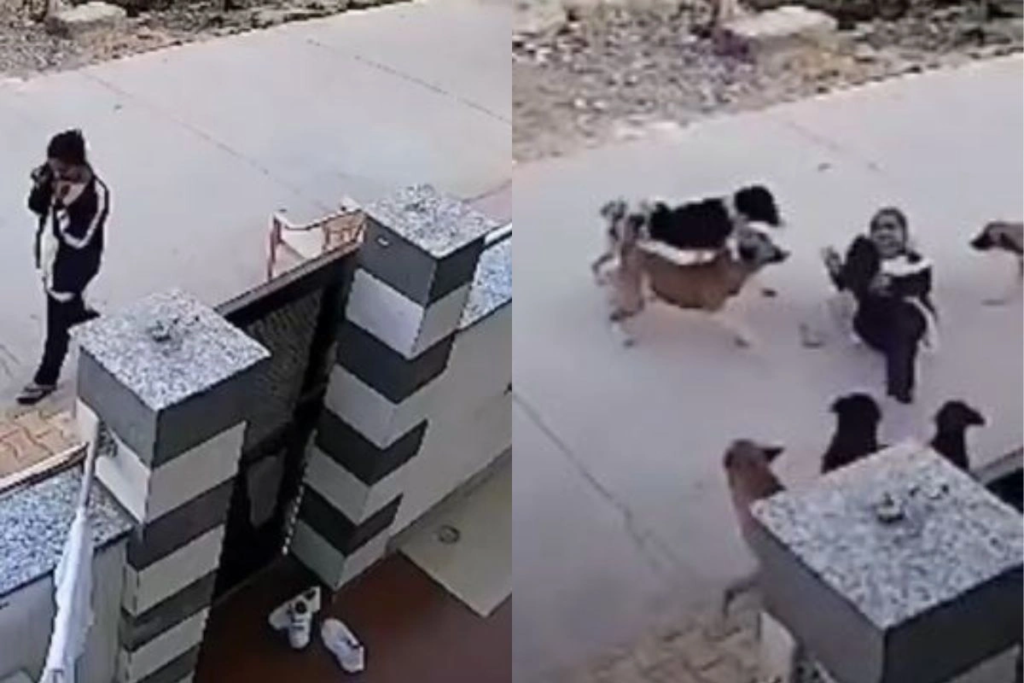सड़क पर युवती को कुत्तों के झुंड ने घेरा, महिला ने बहादुरी दिखाकर बचाया; वीडियो वायरल,, सड़क पर युवती को कुत्तों के झुंड ने घेरा, महिला ने बहादुरी दिखाकर बचाया; वीडियो वायरल,,