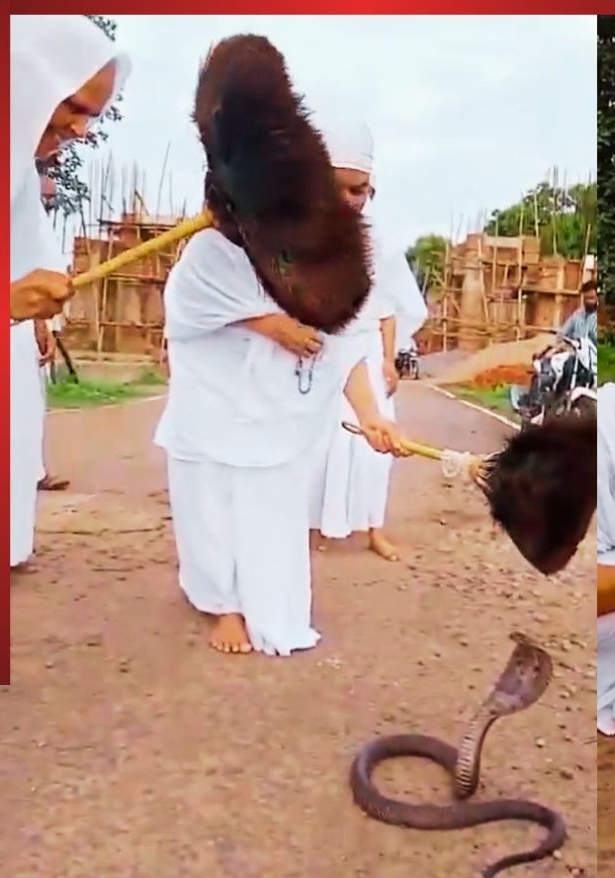 क्या मंत्रों के प्रभाव से शांत हो गया ब्लैक कोबरा? जैन साध्वी के सामने 3 मिनट तक फन उठाए बैठा रहा सांप, जानें विज्ञान और आस्था की राय.. क्या मंत्रों के प्रभाव से शांत हो गया ब्लैक कोबरा? जैन साध्वी के सामने 3 मिनट तक फन उठाए बैठा रहा सांप, जानें विज्ञान और आस्था की राय..