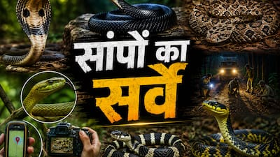 MP में पहली बार सांपों का ‘सेंसस’! 16 जिलों में सबसे ज्यादा खतरा, कोबरा-करैत पर नजर; जानिए कहां मंडरा रहा Snake Bite का डर​​​​​​