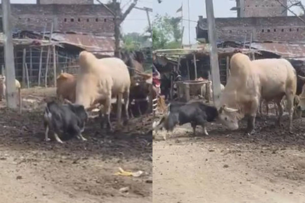 Viral Video: ताकतवर सांड से भिड़ गया नन्हा बकरा, हिम्मत देखकर दंग रह गए लोग; आखिर में हुआ चौंकाने वाला नजारा.. Viral Video: ताकतवर सांड से भिड़ गया नन्हा बकरा, हिम्मत देखकर दंग रह गए लोग; आखिर में हुआ चौंकाने वाला नजारा..