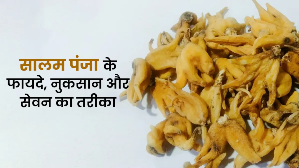 सालम पंजा क्या है? क्या यह सच में मर्दाना ताकत बढ़ाता है? जानें आयुर्वेदाचार्य की राय, फायदे और सावधानियां.. सालम पंजा क्या है? क्या यह सच में मर्दाना ताकत बढ़ाता है? जानें आयुर्वेदाचार्य की राय, फायदे और सावधानियां..
