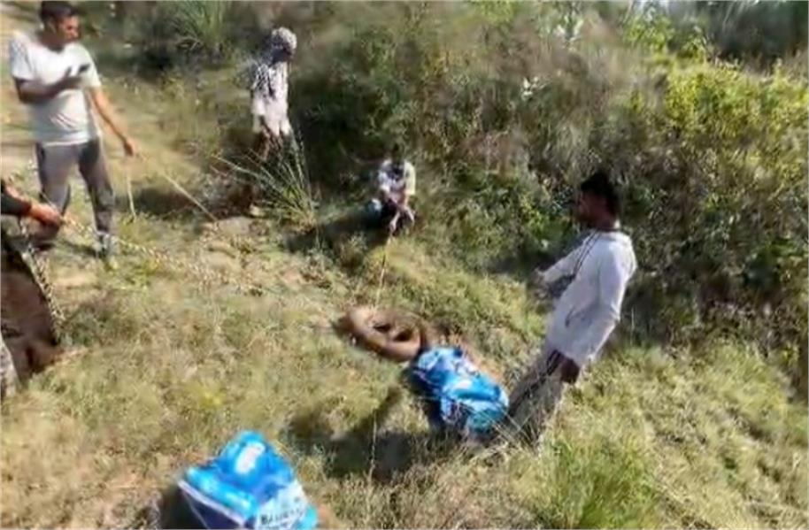 हरियाणा: हाईवे के पास मिला 13 फुट लंबा और 93 किलो का विशालकाय अजगर, पकड़ने में टीम को लगे 2 घंटे हरियाणा: हाईवे के पास मिला 13 फुट लंबा और 93 किलो का विशालकाय अजगर, पकड़ने में टीम को लगे 2 घंटे