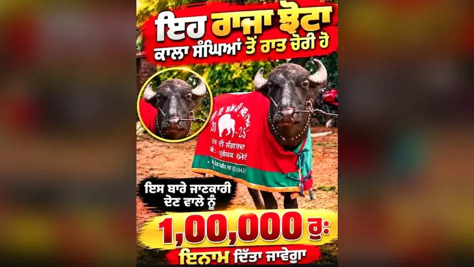 पंजाब में 35 लाख का भैंसा अचानक गायब, मालिक ने तलाश के लिए रखा 1 लाख रुपये का इनाम पंजाब में 35 लाख का भैंसा अचानक गायब, मालिक ने तलाश के लिए रखा 1 लाख रुपये का इनाम