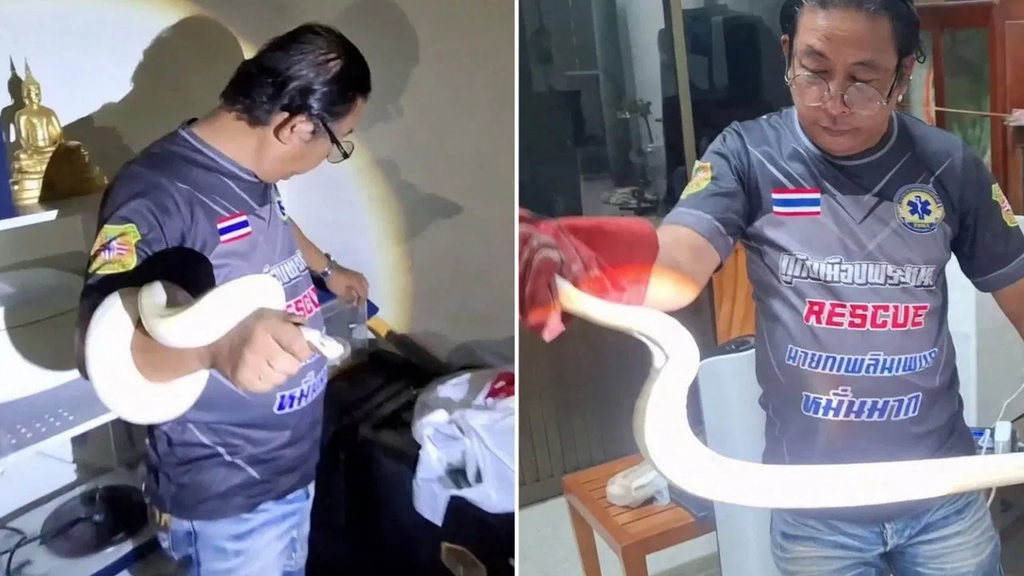 थाईलैंड में घर के अंदर मिला 3 मीटर लंबा सुनहरा अजगर, 83 साल की महिला ने बुलाई रेस्क्यू टीम; बेटे की बात सुनकर सब रह गए हैरान थाईलैंड में घर के अंदर मिला 3 मीटर लंबा सुनहरा अजगर, 83 साल की महिला ने बुलाई रेस्क्यू टीम; बेटे की बात सुनकर सब रह गए हैरान