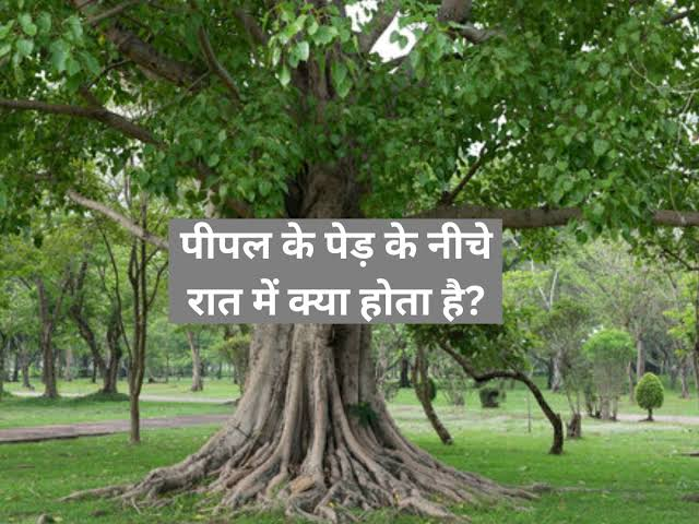 पीपल के पेड़ के नीचे रात में सोने से क्यों करते हैं मना? क्या सच में रहता है चुड़ैल का साया या है इसके पीछे वैज्ञानिक वजह? पीपल के पेड़ के नीचे रात में सोने से क्यों करते हैं मना? क्या सच में रहता है चुड़ैल का साया या है इसके पीछे वैज्ञानिक वजह?
