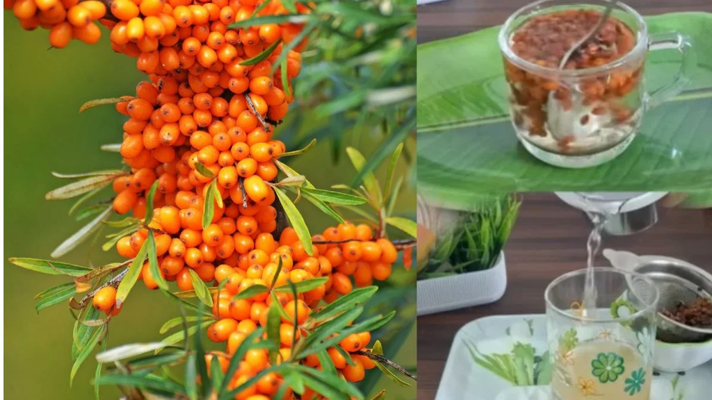 सी बकथॉर्न क्या है? जानें पहाड़ों में उगने वाले इस फल के पोषक तत्व, फायदे और सेवन का सही तरीका सी बकथॉर्न क्या है? जानें पहाड़ों में उगने वाले इस फल के पोषक तत्व, फायदे और सेवन का सही तरीका
