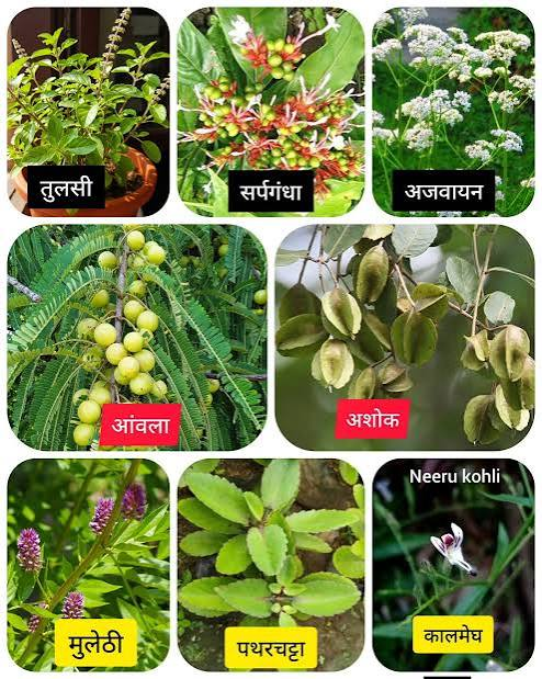 घर में जरूर लगाएं ये 12 औषधीय पौधे, जानें तुलसी, नीम, गिलोय और एलोवेरा के पारंपरिक उपयोग व सावधानियां घर में जरूर लगाएं ये 12 औषधीय पौधे, जानें तुलसी, नीम, गिलोय और एलोवेरा के पारंपरिक उपयोग व सावधानियां